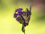 Swallowtail