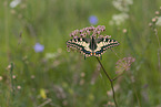 Swallowtail