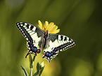swallowtail butterfly