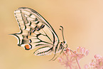 swallow-tail