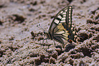 swallow-tail butterfly