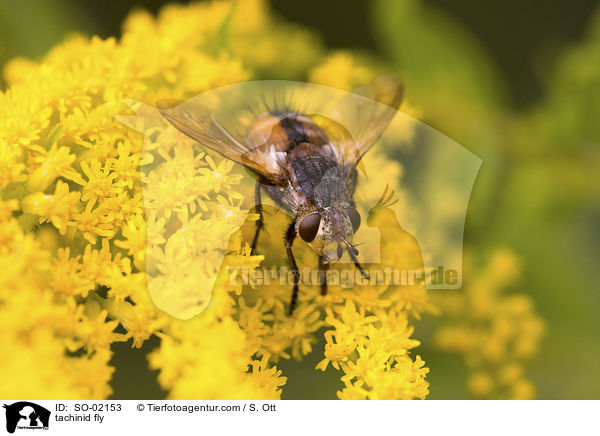 tachinid fly / SO-02153