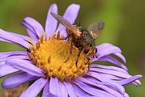 Hedgehog fly