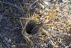 tarantula wolf spider