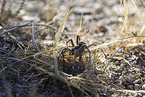 tarantula wolf spider