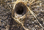 tarantula wolf spider hole