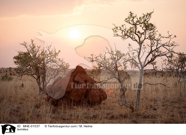 termites / MHE-01037
