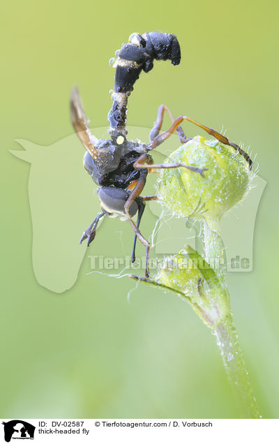 thick-headed fly / DV-02587