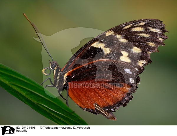 Tiger-Passionsfalter / butterfly / DV-01408
