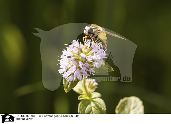 tiger hoverfly / SO-03893