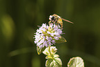 tiger hoverfly