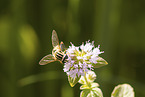 tiger hoverfly