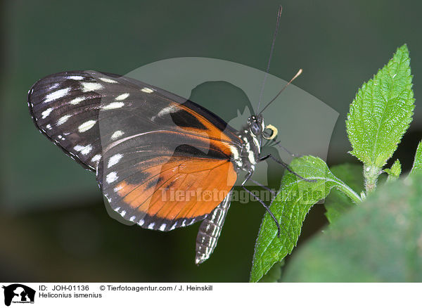 Tiger-Passionsfalter / Heliconius ismenius / JOH-01136