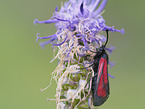 Transparent Burnet