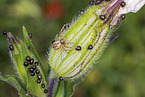 turf running-spider