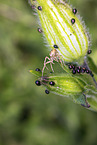 turf running-spider