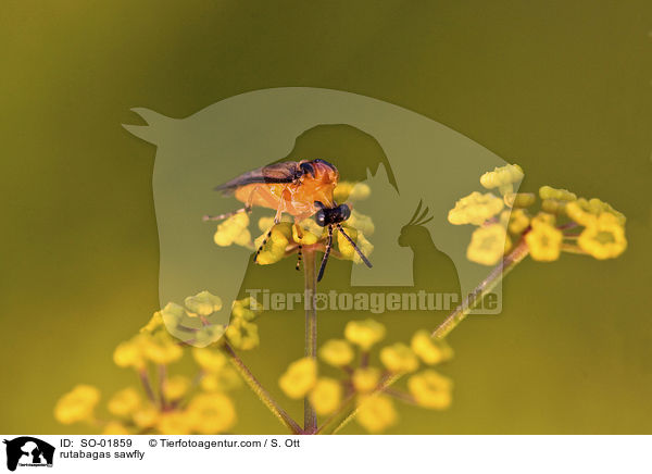 Kohlrben-Blattwespe / rutabagas sawfly / SO-01859