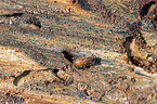 European spruce bark beetle