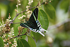 Urania swallowtail moth