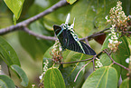 Urania swallowtail moth