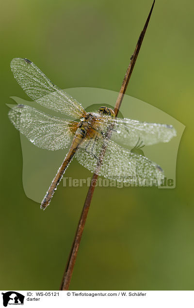 Gemeine Heidelibelle / darter / WS-05121