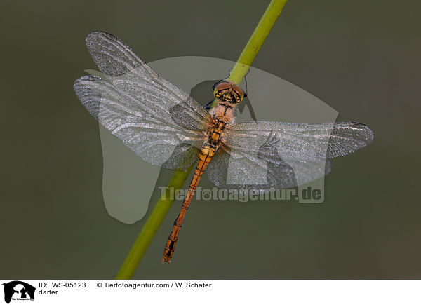 Gemeine Heidelibelle / darter / WS-05123