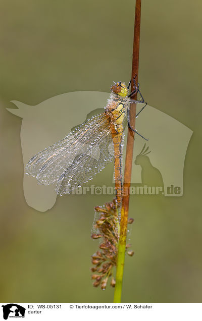 Gemeine Heidelibelle / darter / WS-05131