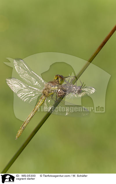 Gemeine Heidelibelle / vagrant darter / WS-05300