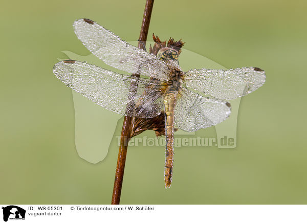 Gemeine Heidelibelle / vagrant darter / WS-05301