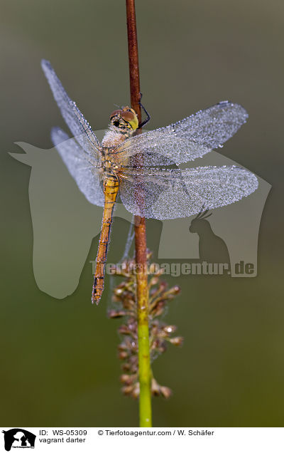 Gemeine Heidelibelle / vagrant darter / WS-05309