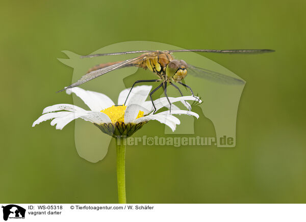 vagrant darter / WS-05318