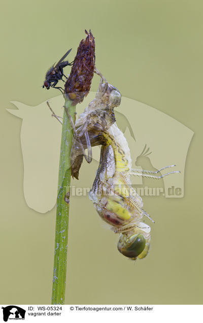 Gemeine Heidelibelle / vagrant darter / WS-05324