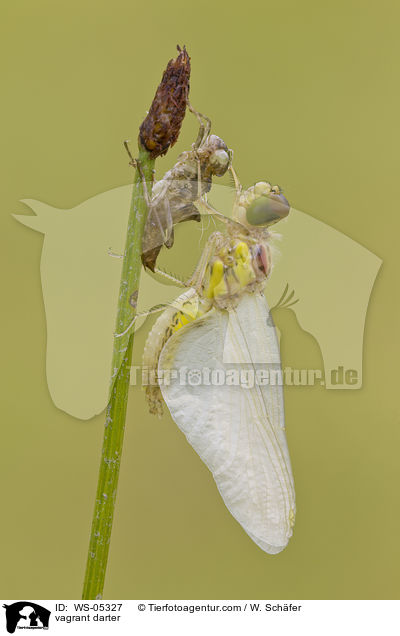 Gemeine Heidelibelle / vagrant darter / WS-05327