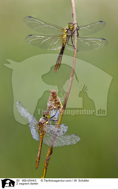 2 vagrant darter / WS-05443
