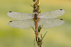 vagrant darter