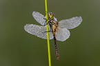 vagrant darter