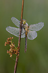 vagrant darter