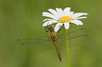 vagrant darter