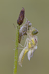 vagrant darter