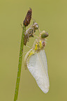 vagrant darter