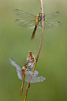2 vagrant darter