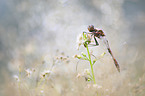 vagrant darter