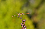 vagrant darter