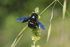 Violet Carpenter Bee