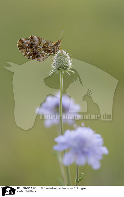 Magerrasen-Perlmuttfalter / violet Fritillary / SI-01170