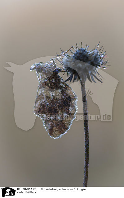 Magerrasen-Perlmuttfalter / violet Fritillary / SI-01173