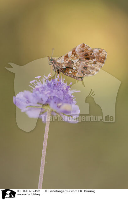 weaver's fritillary / KAB-02492
