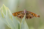 violet Fritillary