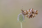 violet Fritillary
