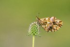 violet fritillary